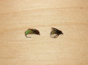 caddis larva